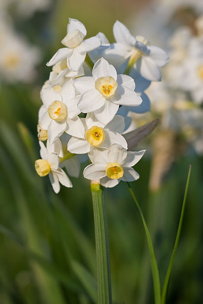 File:Jonquils02 aug 2007.jpg