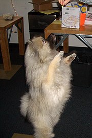 Samurai, a male Keeshond a few days short of his first birthday, goes for a slice of cucumber
