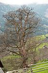 Bergahorn (Acer pseudoplatanus)