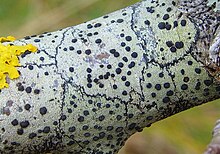 Lecidella elaeochroma is a member of Lecanorales, the fungal order which contains the greatest number of lichen species. Lecidella elaeochroma Jymm.jpg