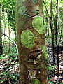 Tronc d'arbre avec lichens