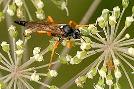 Limerodops elongatus