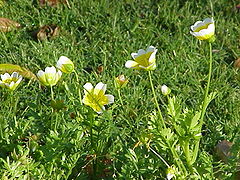 Eggjablóm (Limnanthes douglasii)