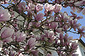 Magnolia x soulangeana in fiore (si notino i rami ancora privi di foglie)