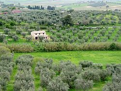 Caratteristico paesaggio maremmano