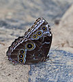 Ejemplar en el Mariposario de Icod de los Vinos (Tenerife).