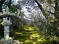 苔むす参道