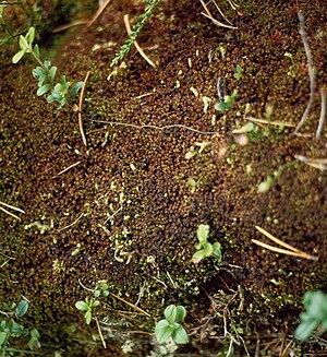 잔비늘이끼(Mylia taylorii)