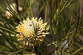 Isopogon anethifolius