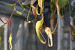 Artikel: Nepenthes fusca