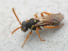 Description de l'image Nomada fulvicornis01.jpg.