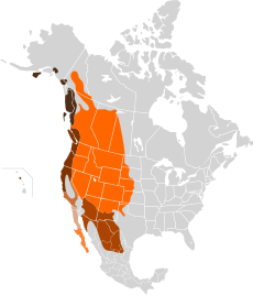 Mapa výskytu jelence černoocasého (hnědá barva)