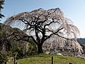 2013年4月5日 (金) 06:17時点における版のサムネイル