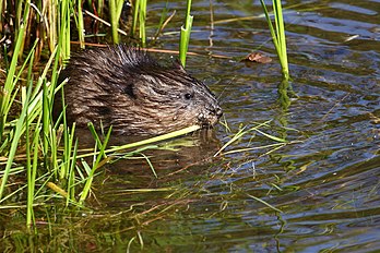 Rat musqué se nourrissant de plantes aquatiques, dans la réserve nationale de faune du cap Tourmente, au Québec. (définition réelle 2 262 × 1 508)