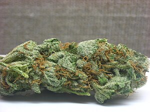 A bud from an „Orange Crush“ cannabis plant