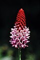 Primula vialii