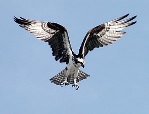 Balbuzard pêcheur s'apprêtant à plonger, au Centre spatial Kennedy.