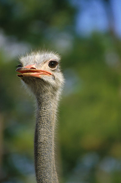 397px-Ostrich140.jpg