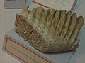 Palaeoloxodon mnaidriensis nagyőrlője