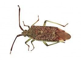 Pantilius tunicatus