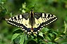 Papilio machaon (Koninginnenpage)