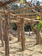 Vignes conduites sur pergola