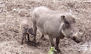 Desert Warthog