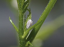 Pink hibiscus mealybug.jpg