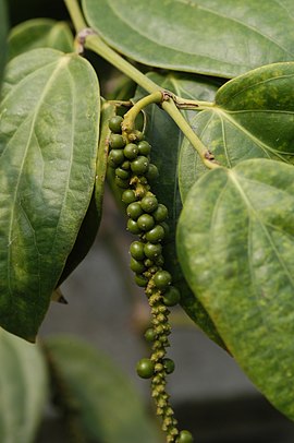 Peper (Piper nigrum)