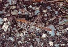 Platycleis albopunctata արու