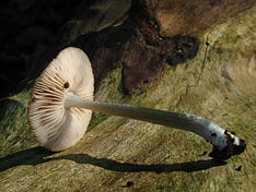 Pluteus cyanopus 54538.jpg