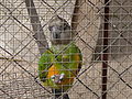 Mohrenkopfpapagei Senegal Parrot