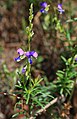 Polygala producta