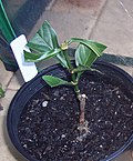 Miniatura para Psychotria viridis