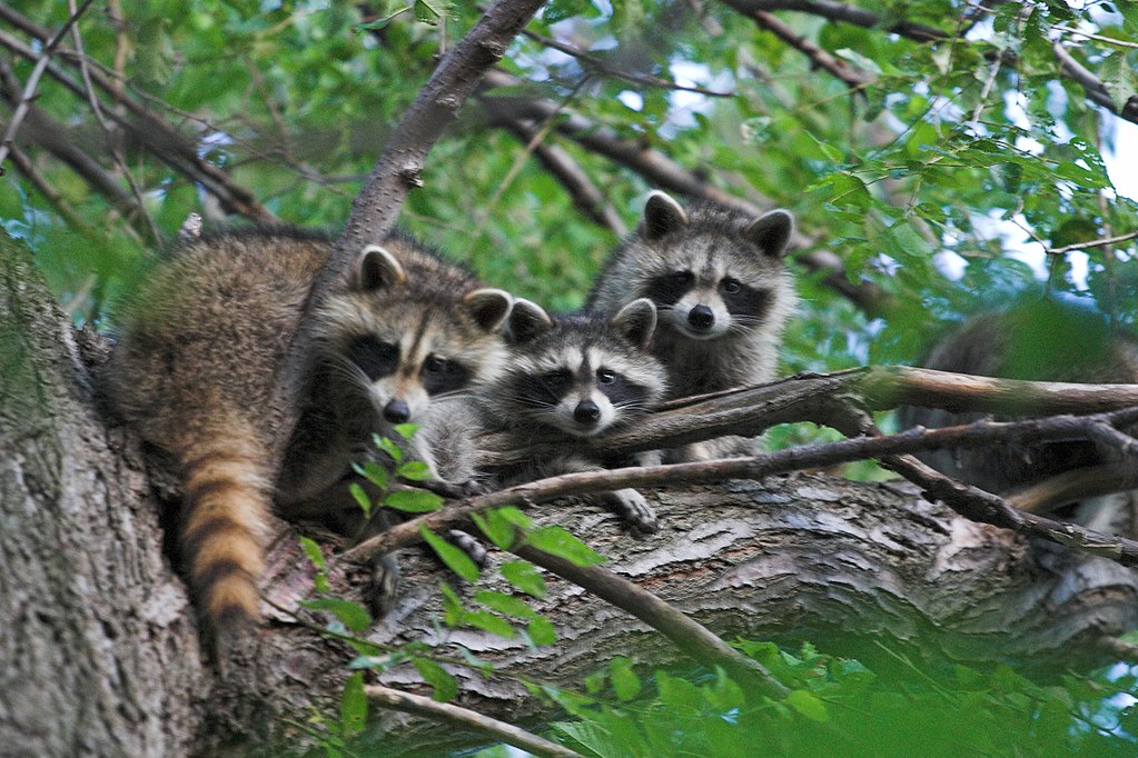 http://upload.wikimedia.org/wikipedia/commons/thumb/0/0f/Raccons_in_a_tree.jpg/1024px-Raccons_in_a_tree.jpg