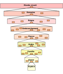 Rangs taxonomiques.svg
