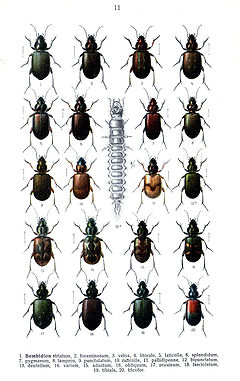 Description de l'image Reitter Bembidion1.jpg.