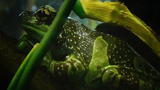 Adulte Ménagerie du jardin des plantes de Paris