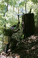 Volunteer replants native Douglas Fir on the river