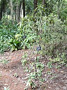 Rhododendron facetum at Kunming Botanical Garden