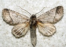 Rifargia lineata