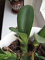 H. albiflos