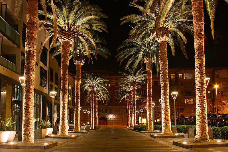 File:SAN JOSE CALIFORNIA PALM TREE 2010.jpg