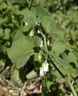 Salpichroa origanifolia em floração.