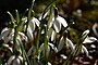 Sneeuwklokje (Galanthus)