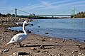 Image 11Köln: Schwan vor der Rodenkirchener Autobahnbrücke bei Extrem-Niedrigwasser im Herbst 2018