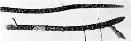 Selenicereus vagans