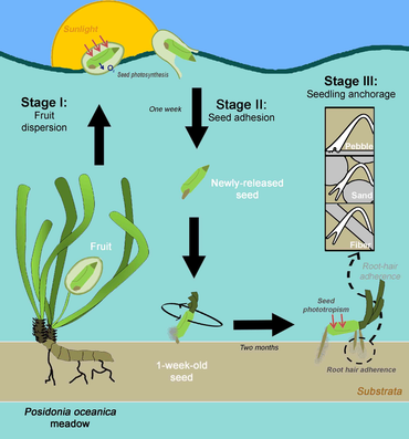 The sexual recruitment stages of Posidonia oceanica:
dispersion, adhesion and settlement Sexual recruitment stages of Posidonia oceanica.png