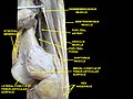 Muscles of the posteromedial thigh, medial view.