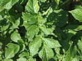 Solanum tuberosum Juliette (04) .jpg